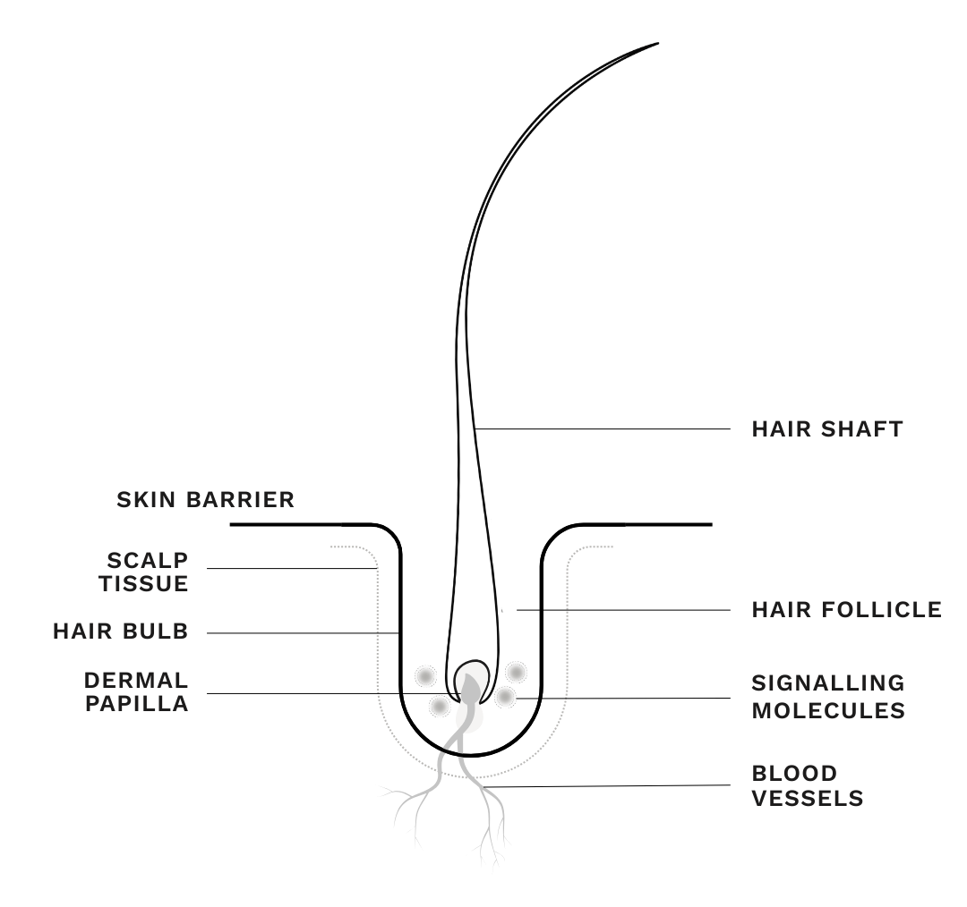 Hair follicle diagram